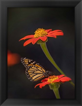 Framed Butterfly Portrait X Print