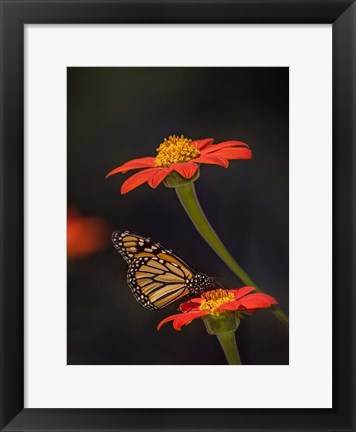 Framed Butterfly Portrait X Print