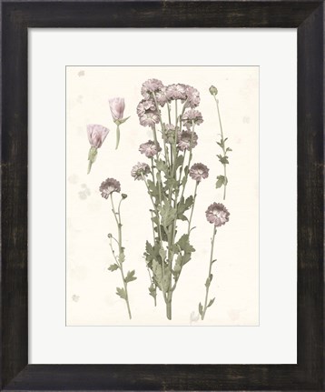 Framed Pressed Blooms I Print