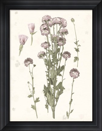 Framed Pressed Blooms I Print