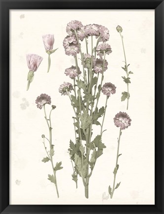 Framed Pressed Blooms I Print