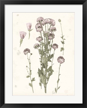 Framed Pressed Blooms I Print