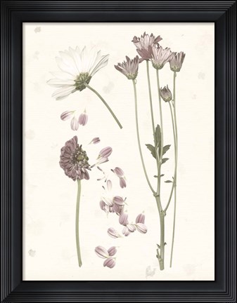 Framed Pressed Blooms II Print