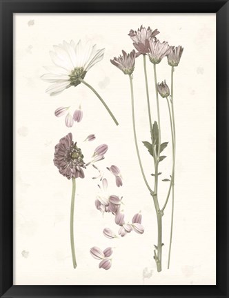 Framed Pressed Blooms II Print