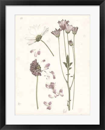 Framed Pressed Blooms II Print