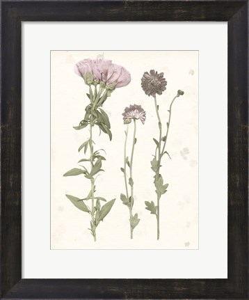 Framed Pressed Blooms III Print