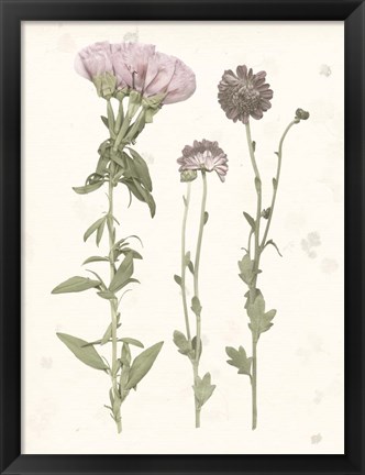 Framed Pressed Blooms III Print