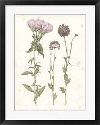 Framed Pressed Blooms III Print