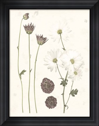 Framed Pressed Blooms IV Print
