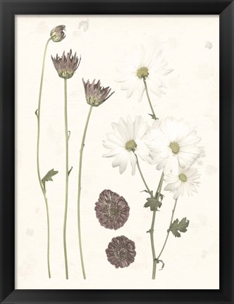 Framed Pressed Blooms IV Print