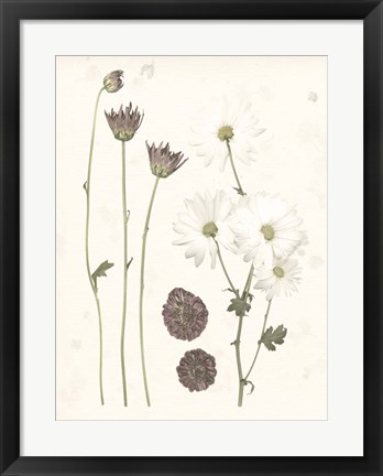 Framed Pressed Blooms IV Print