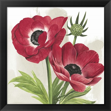 Framed Crimson Anemones I Print