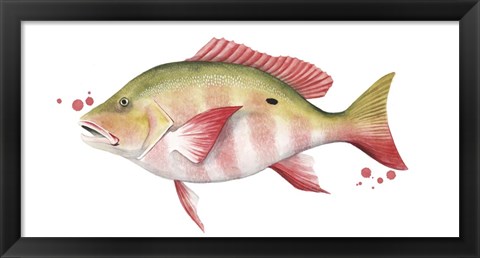 Framed Chromatic Catch II Print