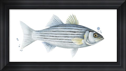 Framed Chromatic Catch III Print