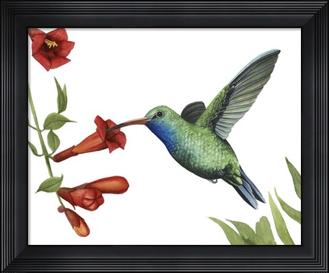 Framed Hummingbird &amp; Flower I Print
