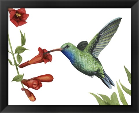 Framed Hummingbird &amp; Flower I Print