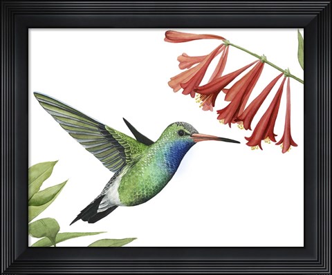 Framed Hummingbird &amp; Flower II Print
