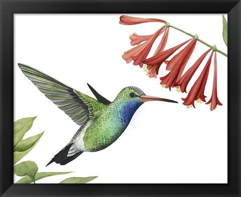 Framed Hummingbird &amp; Flower II Print