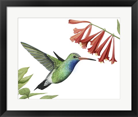 Framed Hummingbird &amp; Flower II Print