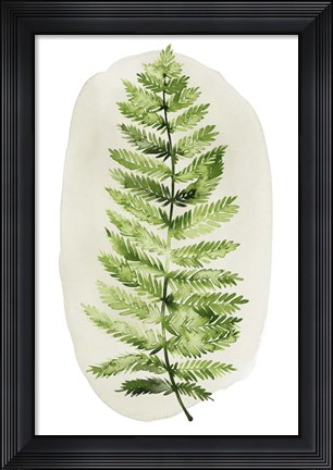 Framed Spot Fern I Print