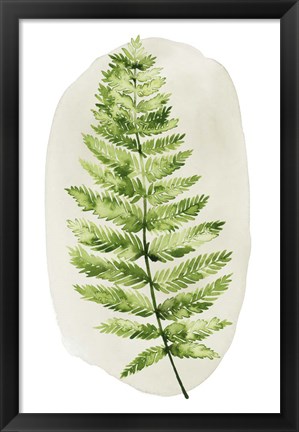 Framed Spot Fern III Print