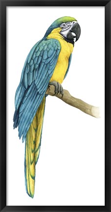 Framed Teal Macaw I Print