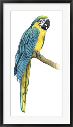 Framed Teal Macaw I Print