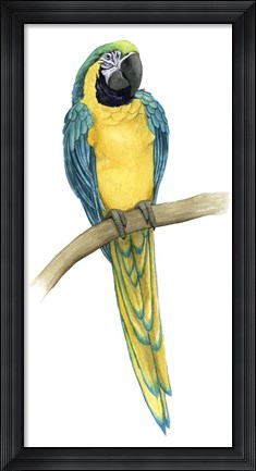 Framed Teal Macaw II Print