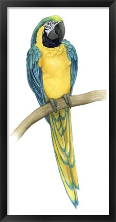 Framed Teal Macaw II Print