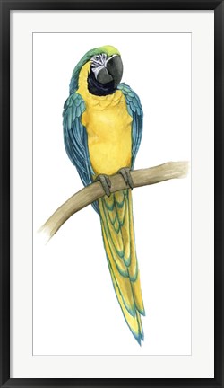 Framed Teal Macaw II Print