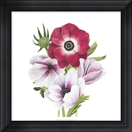 Framed Anemone Blooms I Print