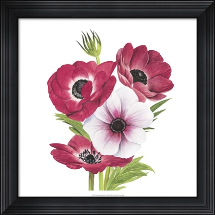 Framed Anemone Blooms II Print