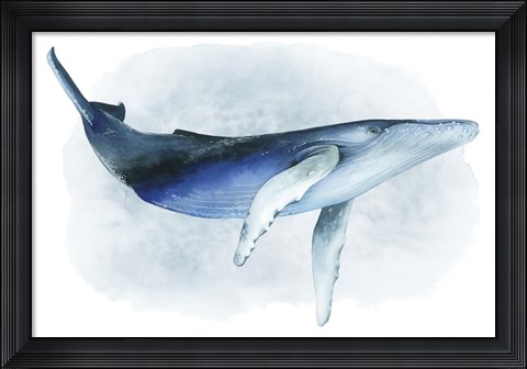 Framed Watercolor Humpback I Print