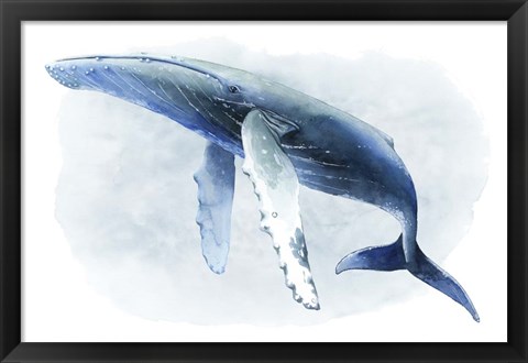 Framed Watercolor Humpback II Print