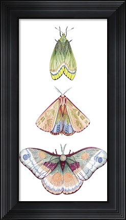 Framed Moth Fairies II Print