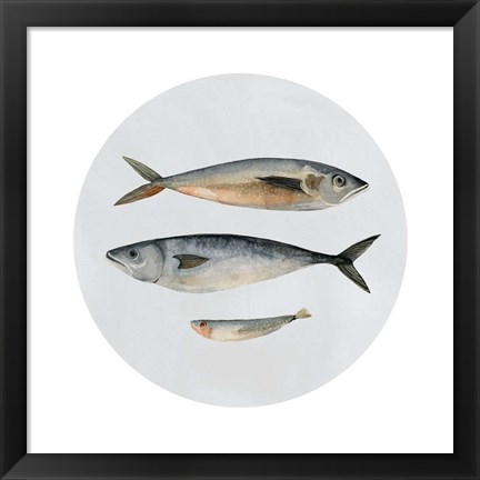 Framed Three Fish I Print