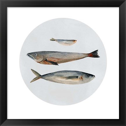 Framed Three Fish II Print