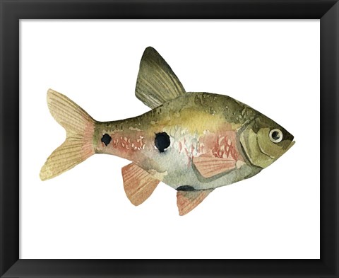 Framed Rainbow Fish III Print