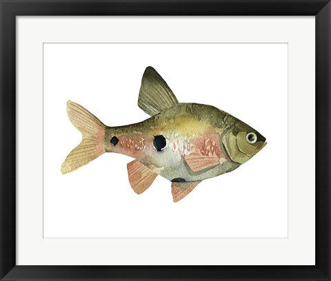 Framed Rainbow Fish III Print