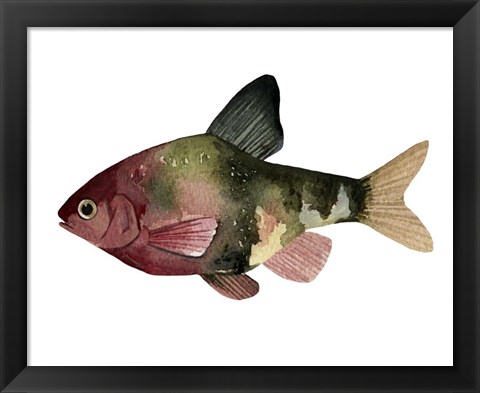 Framed Rainbow Fish IV Print