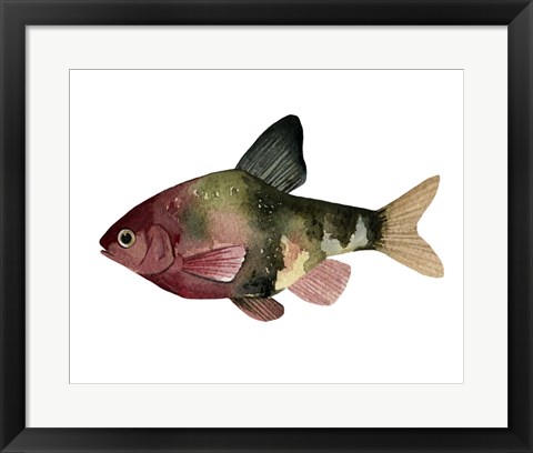 Framed Rainbow Fish IV Print
