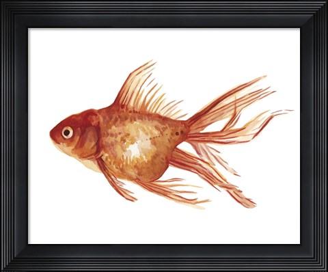 Framed Ornamental Goldfish I Print
