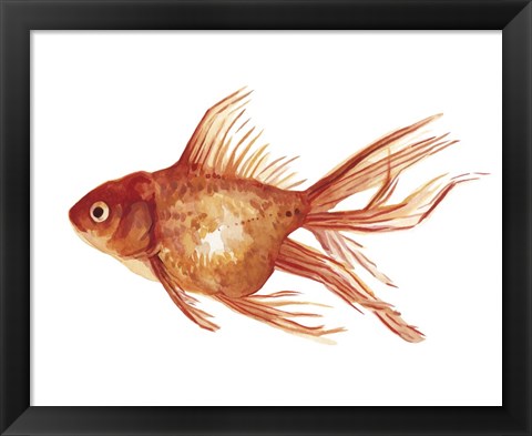 Framed Ornamental Goldfish I Print