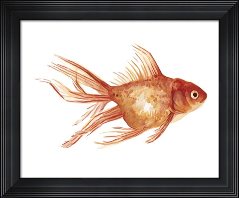 Framed Ornamental Goldfish II Print