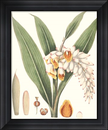 Framed Soft Tropical I Print