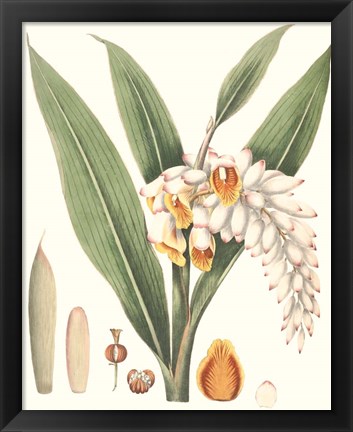 Framed Soft Tropical I Print