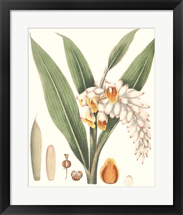 Framed Soft Tropical I Print