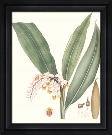 Framed Soft Tropical II Print