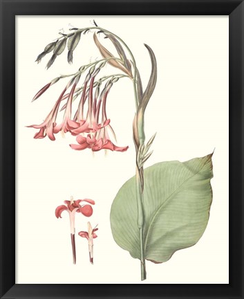 Framed Soft Tropical III Print