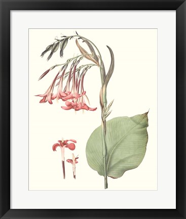 Framed Soft Tropical III Print
